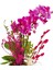 Green Dot Phalaenopsis & Yeşil Puantiyeli Beton Saksıda İç Mekan Bitkileri Hediye Orkide Çiçeği 3