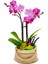 Gunny Bag Phalaenopsis Orkide & Çuval Görünümlü Beton Saksıda Orkide Çiçeği Canlı İç Mekan Bitkileri 1