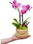 Gunny Bag Phalaenopsis Orkide & Çuval Görünümlü Beton Saksıda Orkide Çiçeği Canlı İç Mekan Bitkileri 2