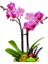 Gunny Bag Phalaenopsis Orkide & Çuval Görünümlü Beton Saksıda Orkide Çiçeği Canlı İç Mekan Bitkileri 3