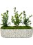 Graceful Buxus Bonsai & Gül Desenli Uzun Saksıda Şimşir Bahçesi Canlı Bitki Kalıcı Bakımı Kolay 1
