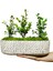 Graceful Buxus Bonsai & Gül Desenli Uzun Saksıda Şimşir Bahçesi Canlı Bitki Kalıcı Bakımı Kolay 2