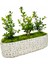 Graceful Buxus Bonsai & Gül Desenli Uzun Saksıda Şimşir Bahçesi Canlı Bitki Kalıcı Bakımı Kolay 3