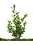 Graceful Buxus Bonsai & Gül Desenli Uzun Saksıda Şimşir Bahçesi Canlı Bitki Kalıcı Bakımı Kolay 4