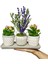 Flora Lavanta ve Kalanchoe & Gri Beton Saksı Canlı Çiçek Hediye & İç Mekan Bitkileri 15-20 cm 2