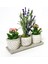 Flora Lavanta ve Kalanchoe & Gri Beton Saksı Canlı Çiçek Hediye & İç Mekan Bitkileri 15-20 cm 3