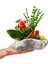Flabellate Kalanchoe ve Kaktüs &taş Saksıda Canlı Mini Bahçe İç Mekan Bitkileri Hediye Tasarım Çiçek 2