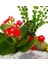 Flabellate Kalanchoe ve Kaktüs &taş Saksıda Canlı Mini Bahçe İç Mekan Bitkileri Hediye Tasarım Çiçek 3