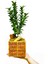 Egypt Serisi Euonymus Bonsai & Eskitme Desenli Mısır Beton Saksıda Taflan Canlı Bitki Hediye Çiçek 2