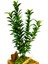 Egypt Serisi Euonymus Bonsai & Eskitme Desenli Mısır Beton Saksıda Taflan Canlı Bitki Hediye Çiçek 3