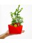 Diagonal Buxus Bonsai & Kırmızı Geometrik Modern Saksıda Şimşir Canlı Bitki Kalıcı Hediye Çiçek 2