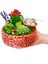 Bird Nest Kalanchoe Sukulent Tasarımı & Beton Kırmızı Saksıda Canlı İç Mekan Bitkileri Çiçek Hediye 2