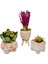 Ayaklı Saksı Lavanta Sukulent ve Kalanchoe Set & Beton Saksı Setinde Hediye Canlı Bitki Kuru Çiçek 1