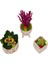 Ayaklı Saksı Lavanta Sukulent ve Kalanchoe Set & Beton Saksı Setinde Hediye Canlı Bitki Kuru Çiçek 2