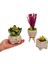 Ayaklı Saksı Lavanta Sukulent ve Kalanchoe Set & Beton Saksı Setinde Hediye Canlı Bitki Kuru Çiçek 3