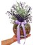 Aqua Lilac Lavanta & Cam Akvaryumda Lavanta Tasarımı Kokulu Hoş Kokulu Canlı Hediye Tasarım 2