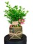 Buxus Bonsai Şimşir California Dekoratif Saksıda Gülümse Tabelalı Canlı Çiçek Bahçesi Hediye Bitki 1