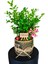 Buxus Bonsai Şimşir California Dekoratif Saksıda Gülümse Tabelalı Canlı Çiçek Bahçesi Hediye Bitki 2