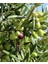 Gemlik Zeytin Ağacı Fidanı 3