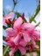 Zakkum Çiçeği 5 Adet - Nerium Oleander Dış Mekan Çiçeği 1
