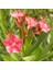 Zakkum Çiçeği 5 Adet - Nerium Oleander Dış Mekan Çiçeği 3