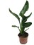 Strelitzia Reginae (Cennet Kuşu Çiçeği) 1
