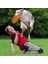 Köpek Agility Eğitim Frizbisi , Ø23CM 3