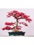 Kırmızı Japon Akçaağacı Tohumu 50 Adet ( Acer Palmatum ) 1
