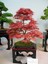Kırmızı Japon Akçaağacı Tohumu 50 Adet ( Acer Palmatum ) 5