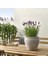 Lavanta Çiçeği 2l Saksılı - Lavandula Potted Plant 1