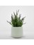 Lavanta Çiçeği 2l Saksılı - Lavandula Potted Plant 2