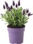 Lavanta Çiçeği 2l Saksılı - Lavandula Potted Plant 3