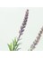 Lavanta Çiçeği 2l Saksılı - Lavandula Potted Plant 5