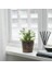 Sumuhome Rattan Hasır Saksı Su Sümbülü 12 cm 3