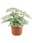 Hypoestes Phyllostachya 'White' (Hostes Çiçeği) 1