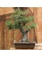 Japon Karaçamı Bonsai NO.646 3