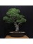 Japon Karaçamı Bonsai NO.646 4