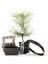 Yerli Karaçam Bonsai Başlangıç Kiti - No.3 1