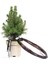 Ak Ladin Bonsai Telleme Kiti - No.1 1