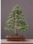 Ak Ladin Bonsai Telleme Kiti - No.1 2