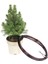 Ak Ladin Bonsai Telleme Kiti - No.1 3