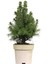 Ak Ladin Bonsai Telleme Kiti - No.1 4