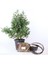 Boulevard Servi Bonsai Başlangıç Kiti - No.5 1