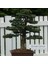 Boulevard Servi Bonsai Başlangıç Kiti - No.5 2