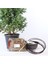 Boulevard Servi Bonsai Başlangıç Kiti - No.5 3