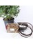 Boulevard Servi Bonsai Başlangıç Kiti - No.5 4