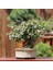 Üç Dişli Akçaağaç Bonsai - NO.560 1