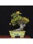Üç Dişli Akçaağaç Bonsai - NO.560 2