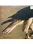 Dave Valentin – The Hawk Lp Plak 2