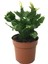 Schlumbergera 'White' (Yılbaşı Çiçeği) 1